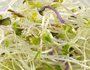 Alfalfa - Watercress - Red cabbage to sprout - Image 3