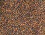 Arugula to germinate Bio Organic - Image 3