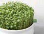 Arugula to germinate Bio Organic - Image 2