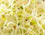 Red clover to sprout 150g Organic - Image 2